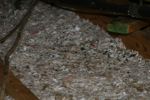 IMG_1610, Feces, Urine.JPG
